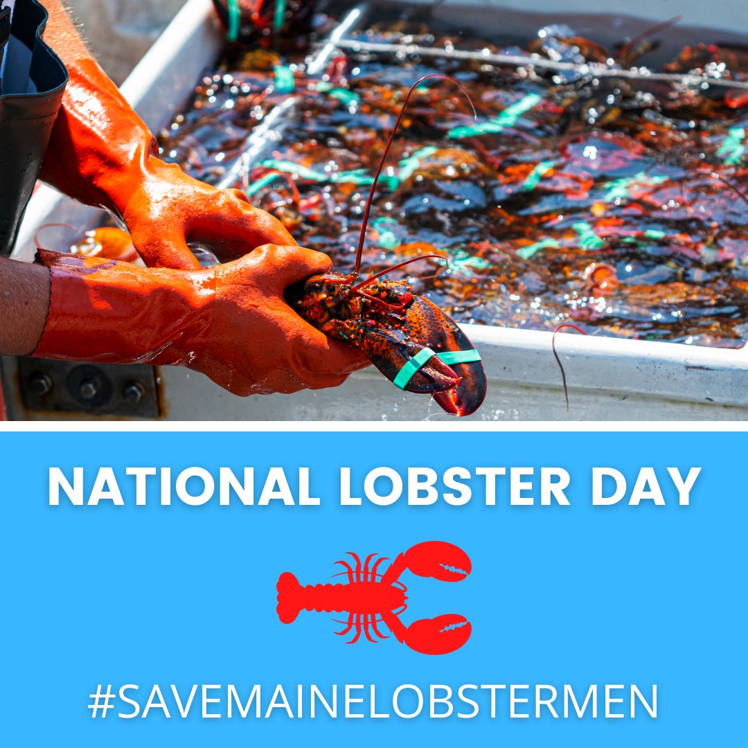 Happy #NationalLobsterDay! There's no better way to celebrate than by supporting the #SaveMaineLobstermen movement. You can show your support with a donation to the Maine Lobstermen's Association or a purchase of clothing and accessories! bit.ly/3An35SS