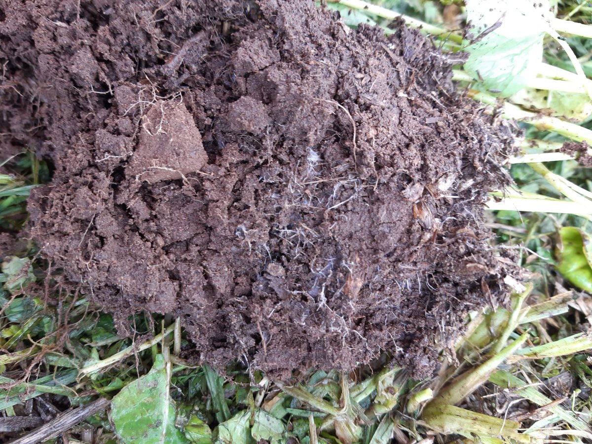 watkinsamy10's tweet photo. Soil biology at its finest 🪱 
Glomalin excreted by the worms helping with soil aggregation. 
Hyphae from the mycorrhizal fungi helping extending the absorptive area of the plant roots.
Credit to @TWBFarms for the good soil management 🙌 https://t.co/37ZyI4IMfm