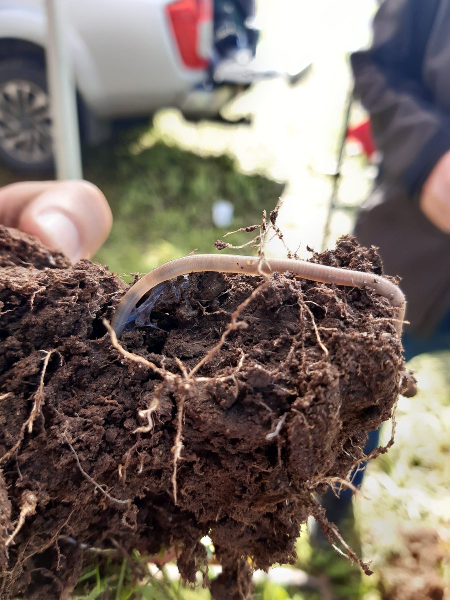 watkinsamy10's tweet photo. Soil biology at its finest 🪱 
Glomalin excreted by the worms helping with soil aggregation. 
Hyphae from the mycorrhizal fungi helping extending the absorptive area of the plant roots.
Credit to @TWBFarms for the good soil management 🙌 https://t.co/37ZyI4IMfm