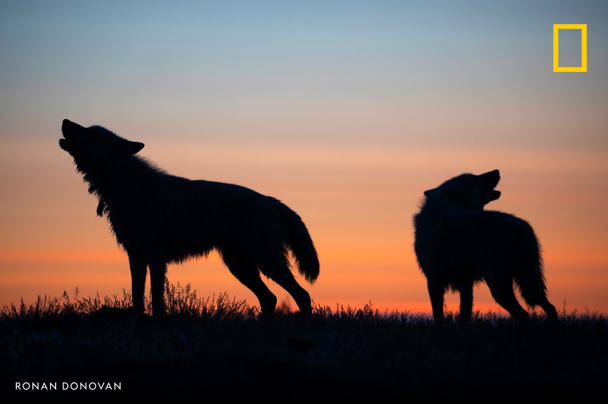 National Geographic tweet media
