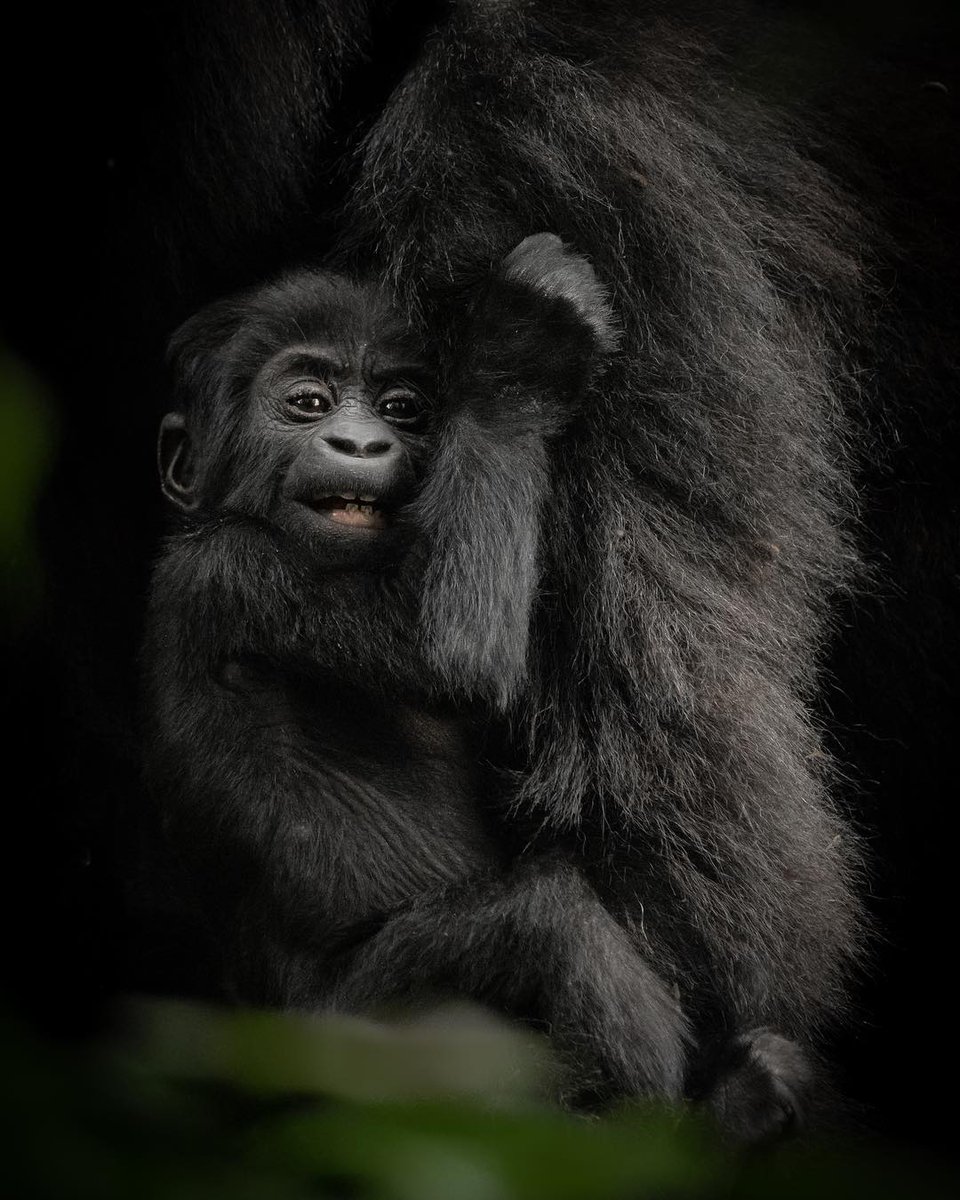 Siarahug's tweet photo. Gorilla trekking is known to be an adventure for conservation and every gorilla permit you buy, you directly contribute on the conservation efforts.
 
https://t.co/fGQuTz7XeP

#gorillatrekking #mountaingorillas #gorillas #bwindi #uganda #conservation #travel #allugandasafaris https://t.co/QyQr3WXuvb