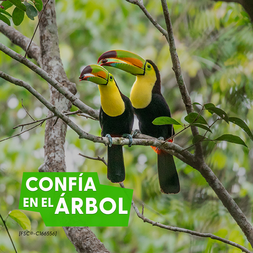 LitoplasMX's tweet image. La Semana del Bosque del FSC ha terminado, pero continúa nuestro compromiso con los bosques. Confía en el Árbol y elige siempre FSC. Mantente al día del trabajo del FSC, suscríbete a su boletín mailchi.mp/fsc.org/newsle…
#TrustTheTree #FSCForestWeek