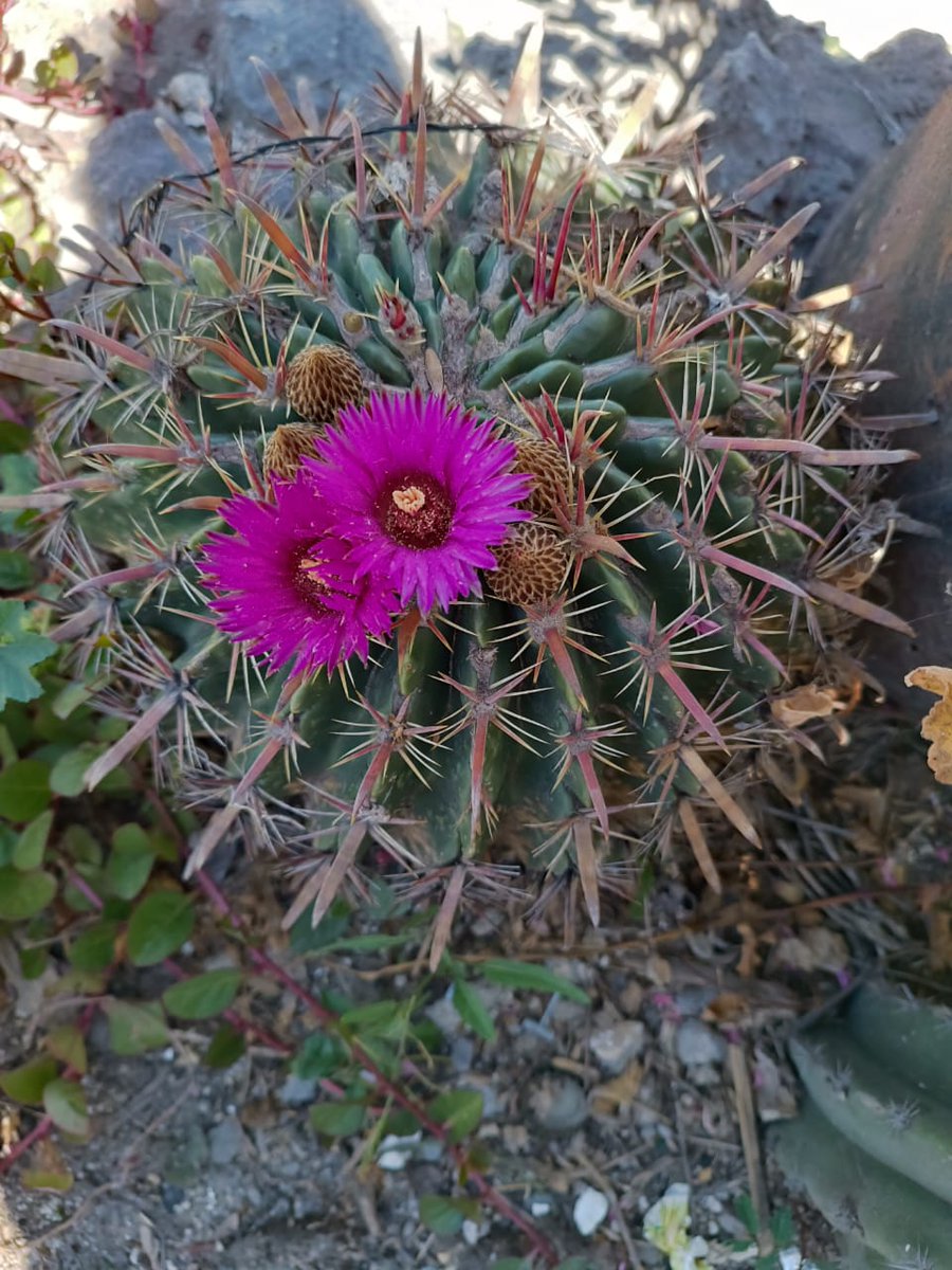 Lindo día