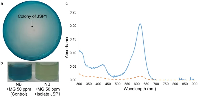 yakzaf's tweet image. Decolorization potential of malachite green by Ralstonia mannitolilytica isolated from Indonesian cassava-based fermented food tapai.
doi.org/10.1007/s00203…
#Ralstonia #Decolorization #malachite
@uphimpactslives
#ArchivesOfMicrobiology
