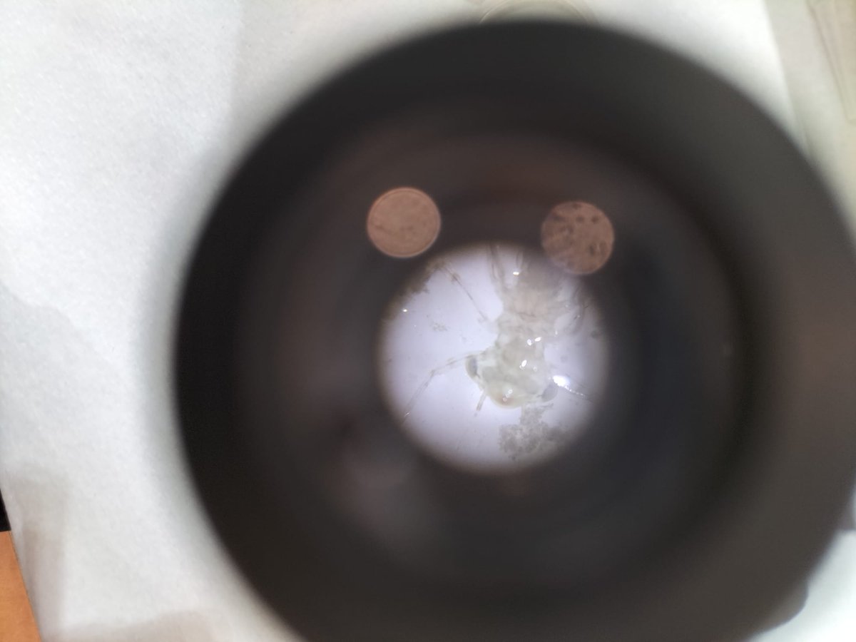 WWFGuadalajara's tweet photo. El sábado asistimos a unas jornadas de formación sobre #microfauna súper interesantes. Muy importantes para conocer el estado de las aguas y #humedales. @WWFMadrid @WWFespana https://t.co/JHqi3MpBzj