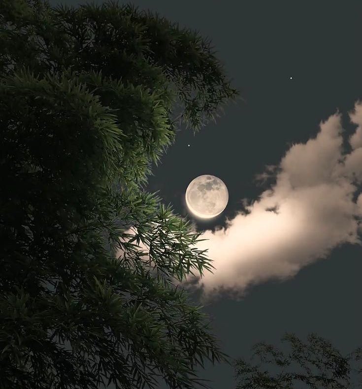 "رأيتُ البدرَ فاستذكرتُ وجهًا
يفوقُ البدرَ حُسناً وانسجاما"