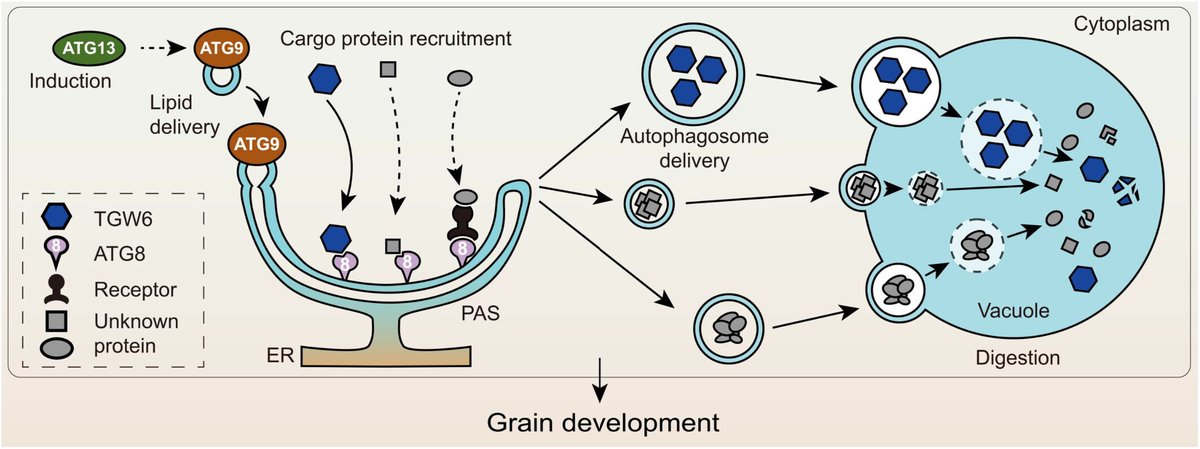 NewPhyt's tweet photo. Dynamic monitoring of TGW6 by selective autophagy during grain development in rice

Liu et al. 

📖 https://t.co/ZYJot2pRYw https://t.co/vzf2IQlZX3