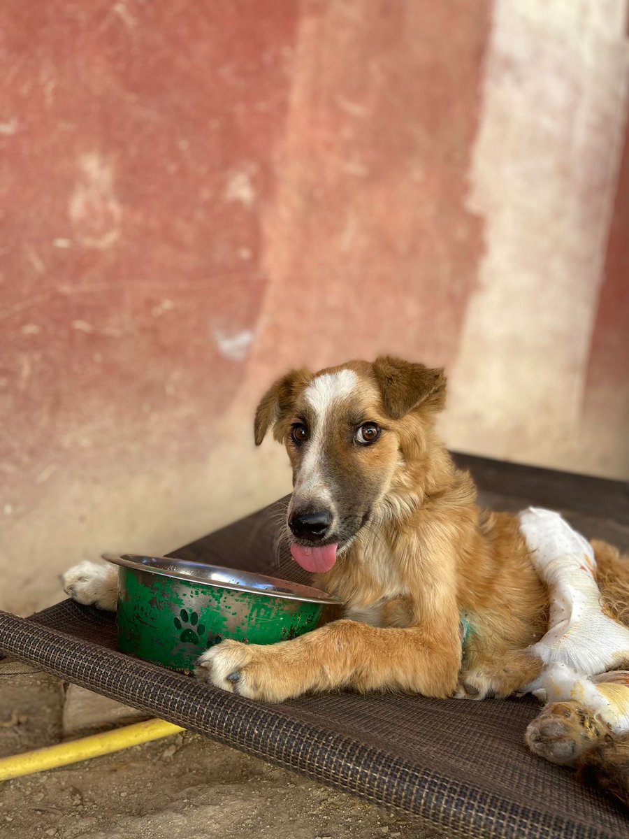 Morocanimalaid's tweet image. We now have close to 600 animals over our 4 sites. Food is the most important resource of our shelter. It also costs the most, over €10,000 each month!
Please donate today:
linktr.ee/moroccoanimala…
#animalshelter #donatetoday #helptheanimals #morocco