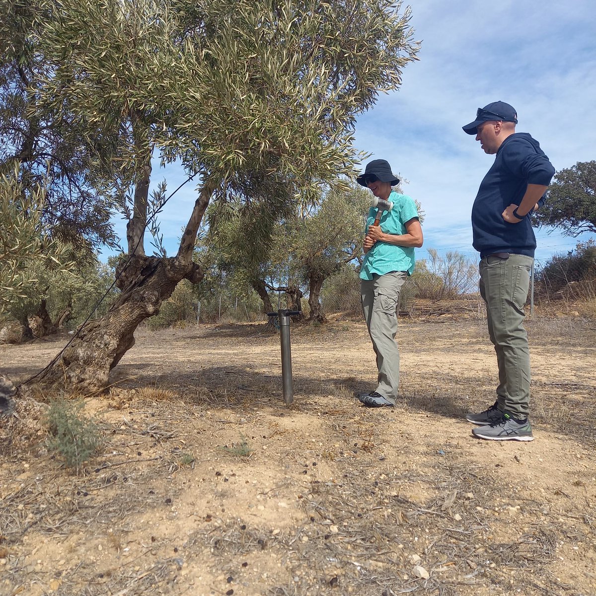 Scientists from @UniBasel_en @Scienze_RomaTre   & @ujaen are working hard to investigate historical and current soil erosion in olive orchards for the Soil O-live project. Well done guys. #SoilMission #SoilErosion