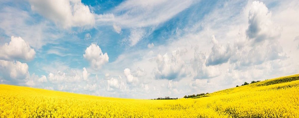 Now is the time to start thinking about your canola seed needs for 2024. Speak to your local Prairie North Co-op representative before your favourite varieties sell out.
#SpotlightOnAgriculture #RootedInAgriculture #DirtOnOurBoots #GrownWithPurpose #WeAreCoop