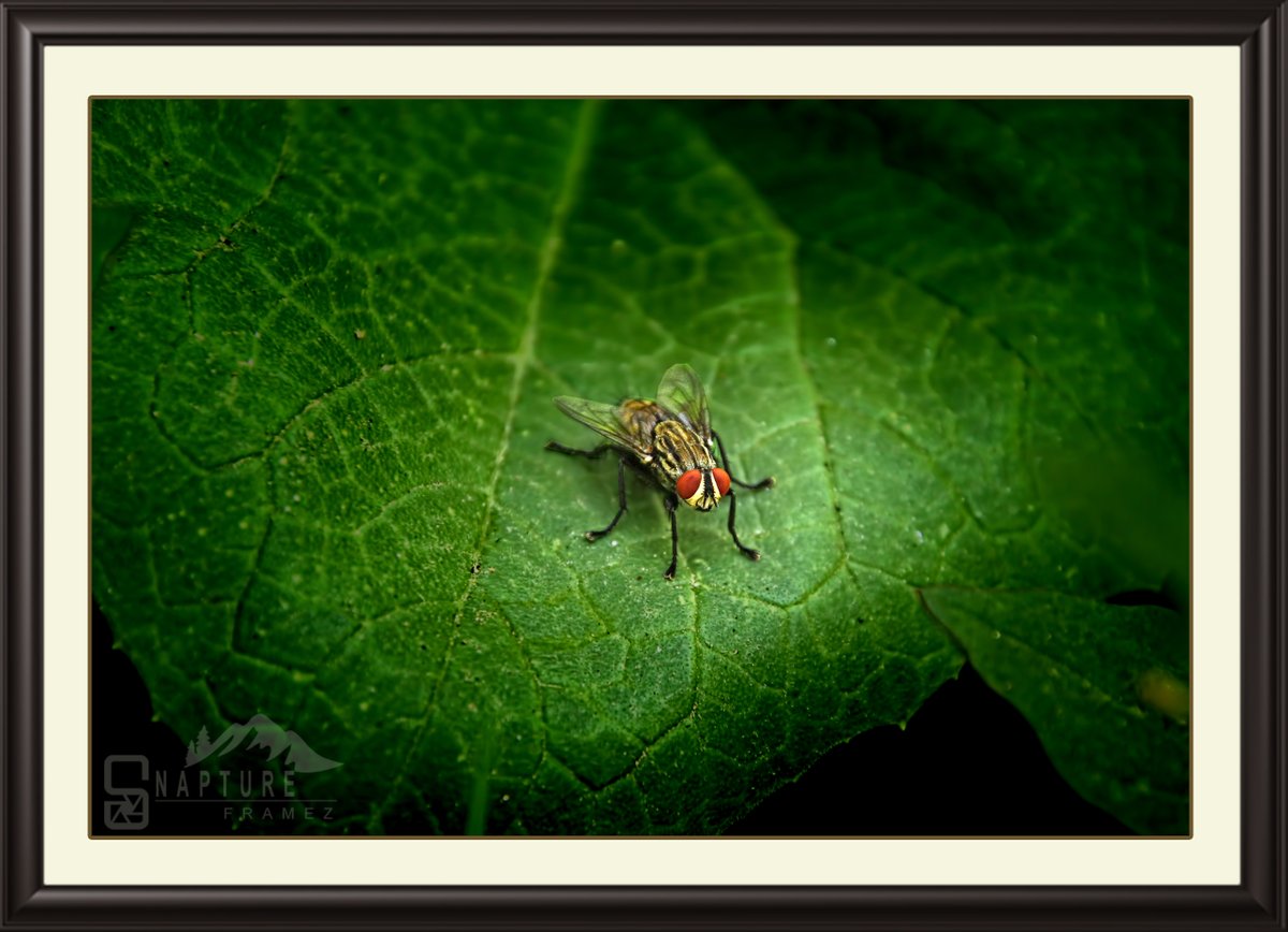 viswaprem_ca's tweet photo. Fleshfly
#fleshfly
#flyphotography
#insect
#sarcophagidae
#fleshflyphotography
#insectphotography
#nature
#naturephotography
#heavenonearth
#naturelovers
#travellers
#nomads
#photograhers
#natgeo
#canonindiaphotography
#canonphotography
#nationalgeography
#natgeoindia https://t.co/pjvcecXIpF