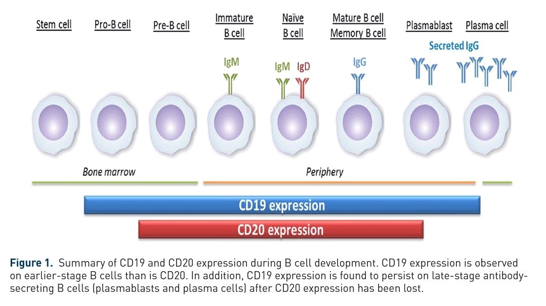 iamnephrologist's tweet photo. 🌸CD19 vs CD20

👉Both eventually lost from terminally differentiating plasma cell
👉CD19 persist on Plasmablast/few plasma cell after CD20 expression lost
👉CD19+CD20− cell in lymphoid tissue provide immune memory

Pic-Sagepub
#NephroNotes #FOAMed #MedTwitter #MedEd #NephPearls https://t.co/5T6Kddx7Au
