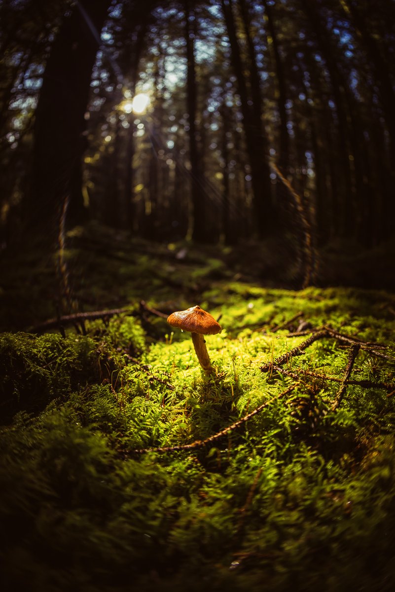 #fisheye #mushroom in #woods near #Northlew in #Devon - shot with #7artisans 10mm lens #fullframe lens on #sonya7r