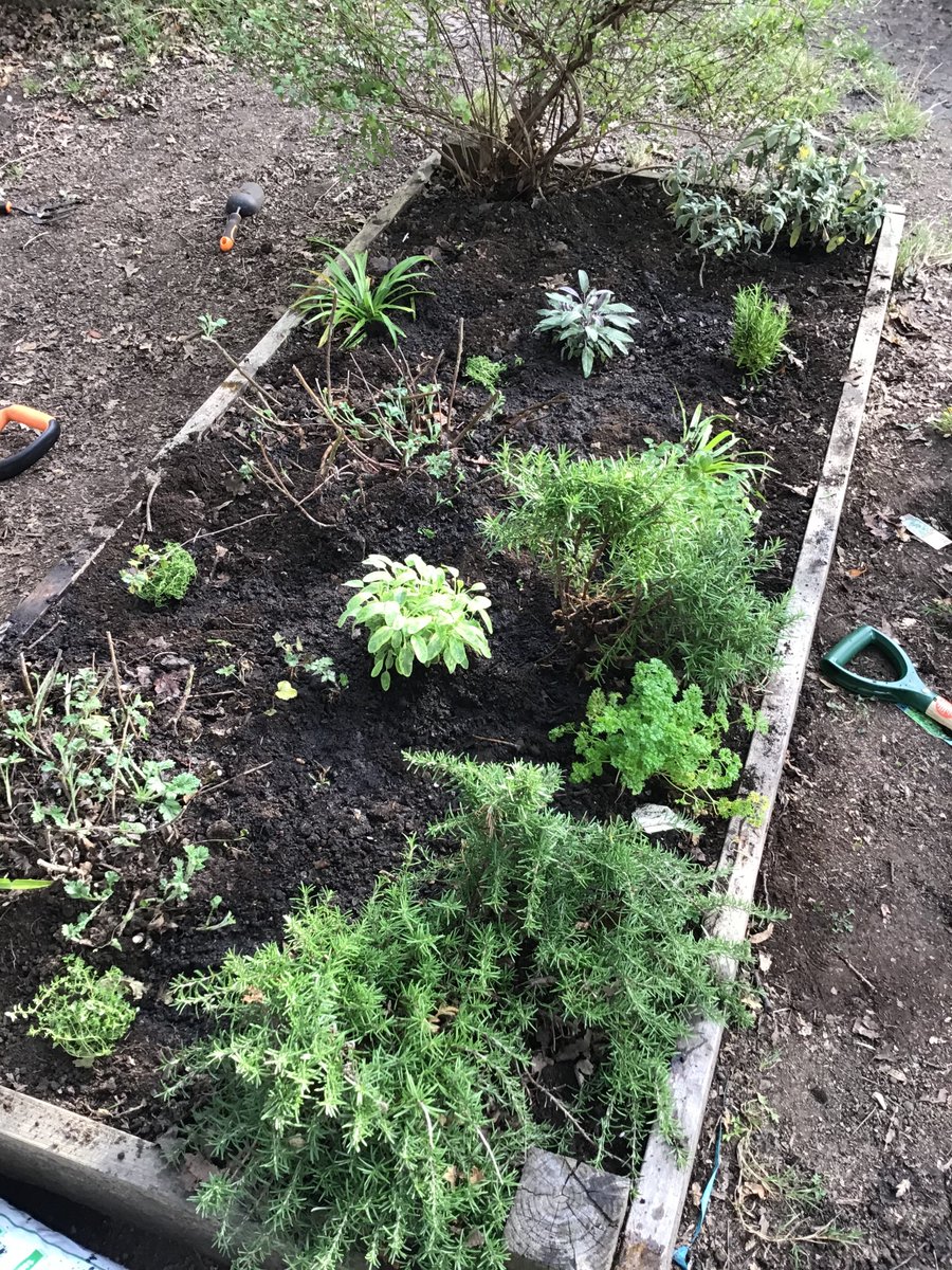 The Natural Thinkers After-School Club has worked hard this afternoon to harvest our tomatoes and green beans, tidy up the raised beds, and plant some new herbs! #Nature #Outdoors #Lambeth #Brixton #HerneHill #Enrichment