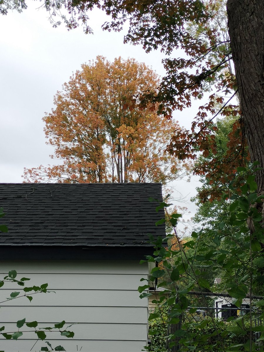 RatchetSteve's tweet photo. The leaves are changing. 🥴 https://t.co/6GDUx44FC1