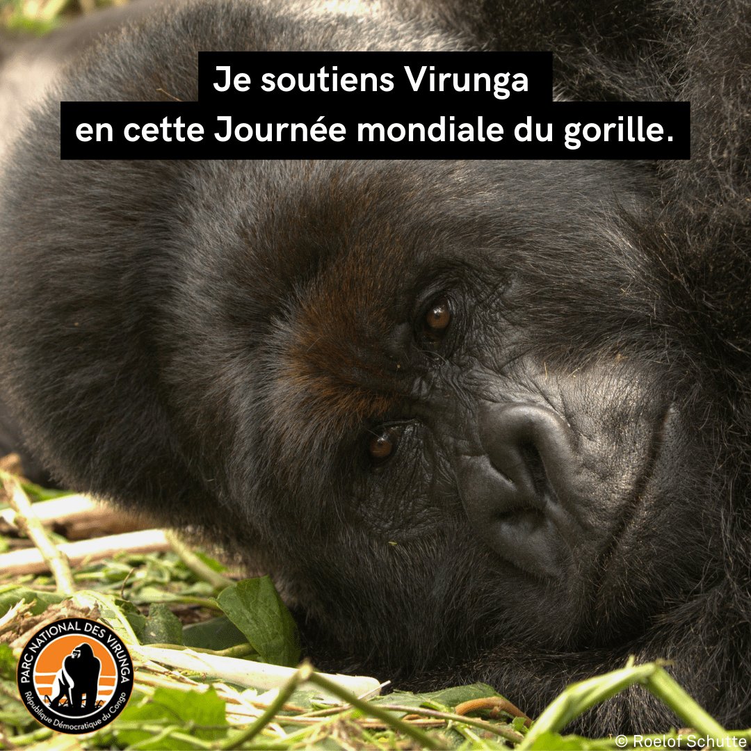 Hi. 

What are you building? 

Regardless, you should think about the environment or better something sustainable for you and your offspring. 

The #GomaHub, via its stake pool, supports the Gorillas.

@GorillaDoctors 
@gorillacd 
#Blockchain4Good