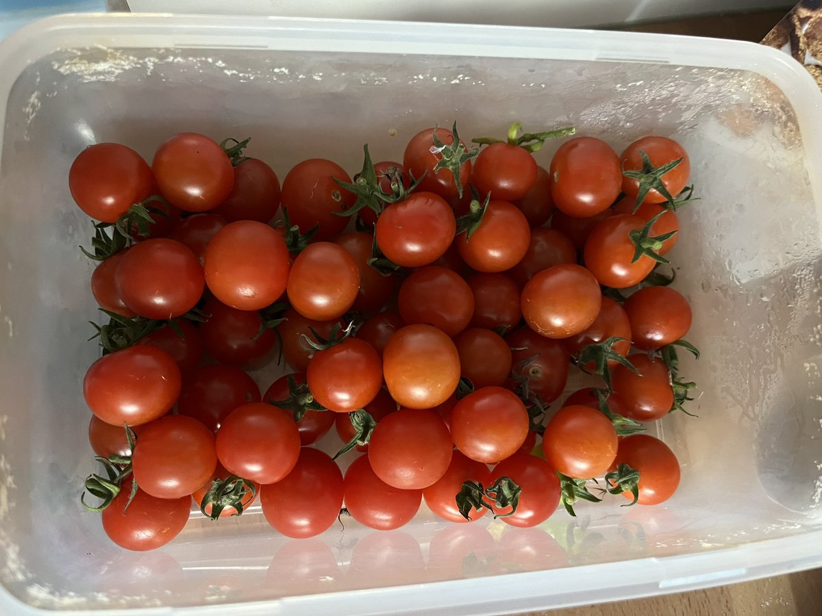 EustaceEusts's tweet image. #homegrown #homegrowntomatoes #moestuin #garden #vrt #trátaí #პომოდორო🍅 #tomate #rajčice #парадајз🍅🍅🍅 #paradajz #tomaat