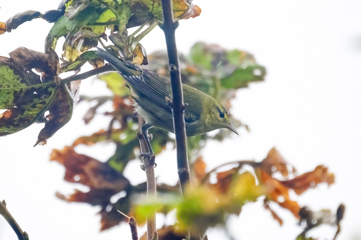 Despite atrocious weather, the Tennessee Warbler showed well a few times on Inishbofin Island, Co Galway yesterday 👍