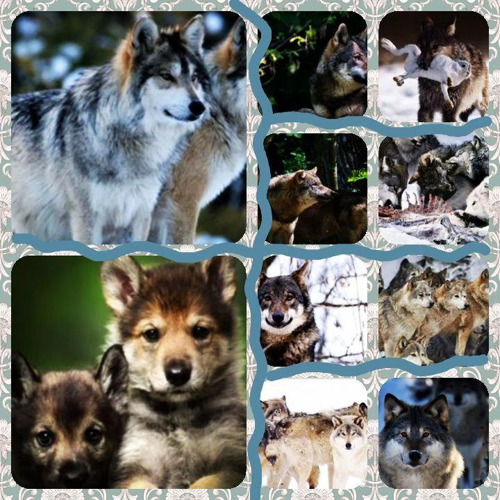 🐺 AN AMAZING PREDATOR - THE WOLF!...DO YOU KNOW HOW WOLVES LIVE?.....LOOK  THE VIDEO...👇👇👇 IT WILL BE INTERESTING...
youtu.be/6kZnh_l5wfY?fe…