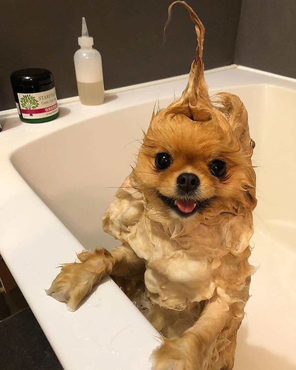 twaniimals's tweet photo. https://t.co/y17SFJdj5b