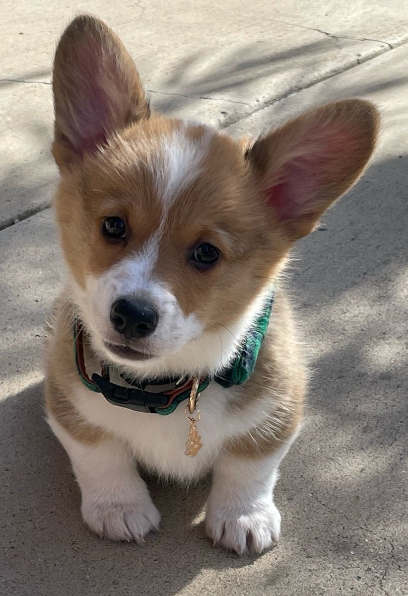 ChelseaParlett's tweet photo. Added the cutest example of how a linear model is a pretty good approximation of a logistic curve *for a small range of values*

When nova was a puppy, the vet said to walk her ~5 minutes at a time per month of age.

That worked great for the first 8 months of her life... https://t.co/IiSkkVyfUO
