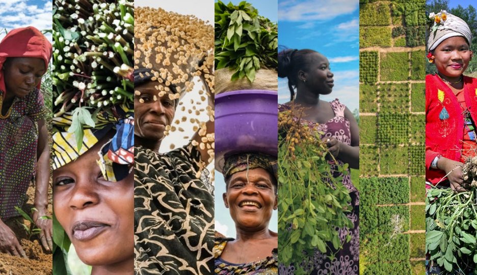 IFPRI's tweet image. Securing women’s land &amp;amp; resource rights is key to achieving many of the #SDGs.

@Ruth_Meinzen_D &amp;amp; more explore #gendertransformative approaches to address this. 

🔗 ow.ly/x4L550POC0m
@CGIAR @CIFOR_ICRAF @IFAD @BiovIntCIAT_eng