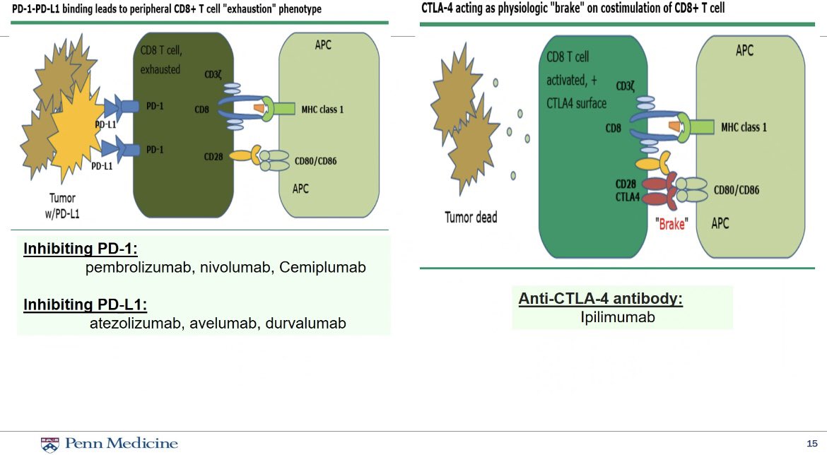 📑Case-based lecture in #Onconephrology by Dr Geara from <a href="/PennGlomCTR/">Penn Glomerular Center</a> to <a href="/PennKidney/">Penn Kidney</a> fellows.
⚡️Time to learn about some of the kidney manifestations of common cancer treatments, drug-induced nephrotoxicity as well as those seen with emerging therapies.
#NephTwitter 
#MedEd