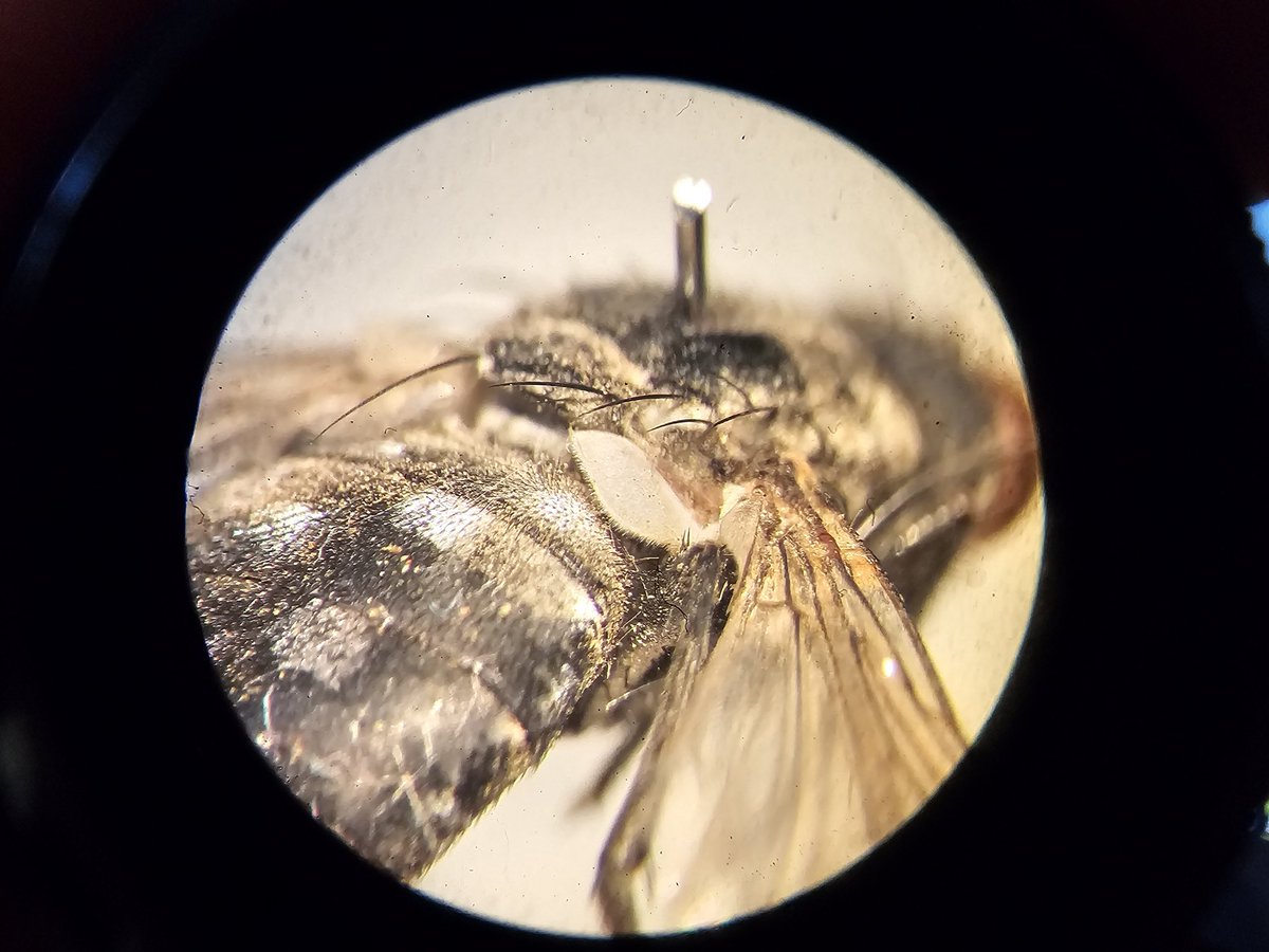 CharlieMyrmRose's tweet photo. Any help would be greatly appreciated with this ID, using Belshay 1993 this has been keying out as Billaea irrorata. But I'm skeptical. If anyone has any input that would be great! @flygirlNHM @NHM_Diptera @DipteristsForum https://t.co/xsFv5iD15F