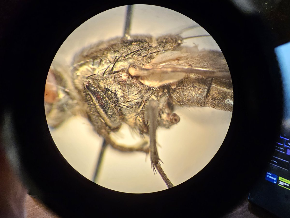 CharlieMyrmRose's tweet photo. Any help would be greatly appreciated with this ID, using Belshay 1993 this has been keying out as Billaea irrorata. But I'm skeptical. If anyone has any input that would be great! @flygirlNHM @NHM_Diptera @DipteristsForum https://t.co/xsFv5iD15F