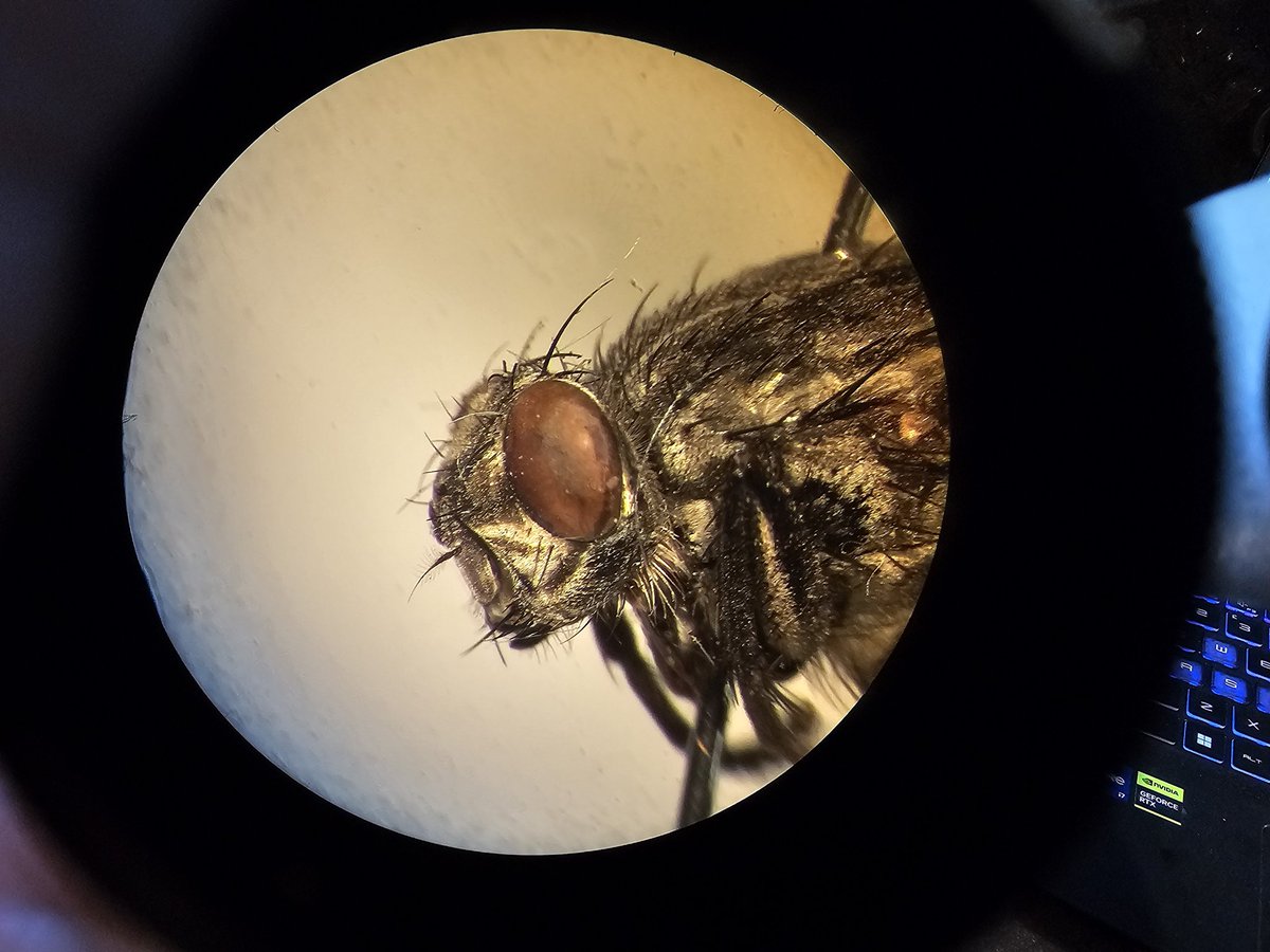 CharlieMyrmRose's tweet photo. Any help would be greatly appreciated with this ID, using Belshay 1993 this has been keying out as Billaea irrorata. But I'm skeptical. If anyone has any input that would be great! @flygirlNHM @NHM_Diptera @DipteristsForum https://t.co/xsFv5iD15F