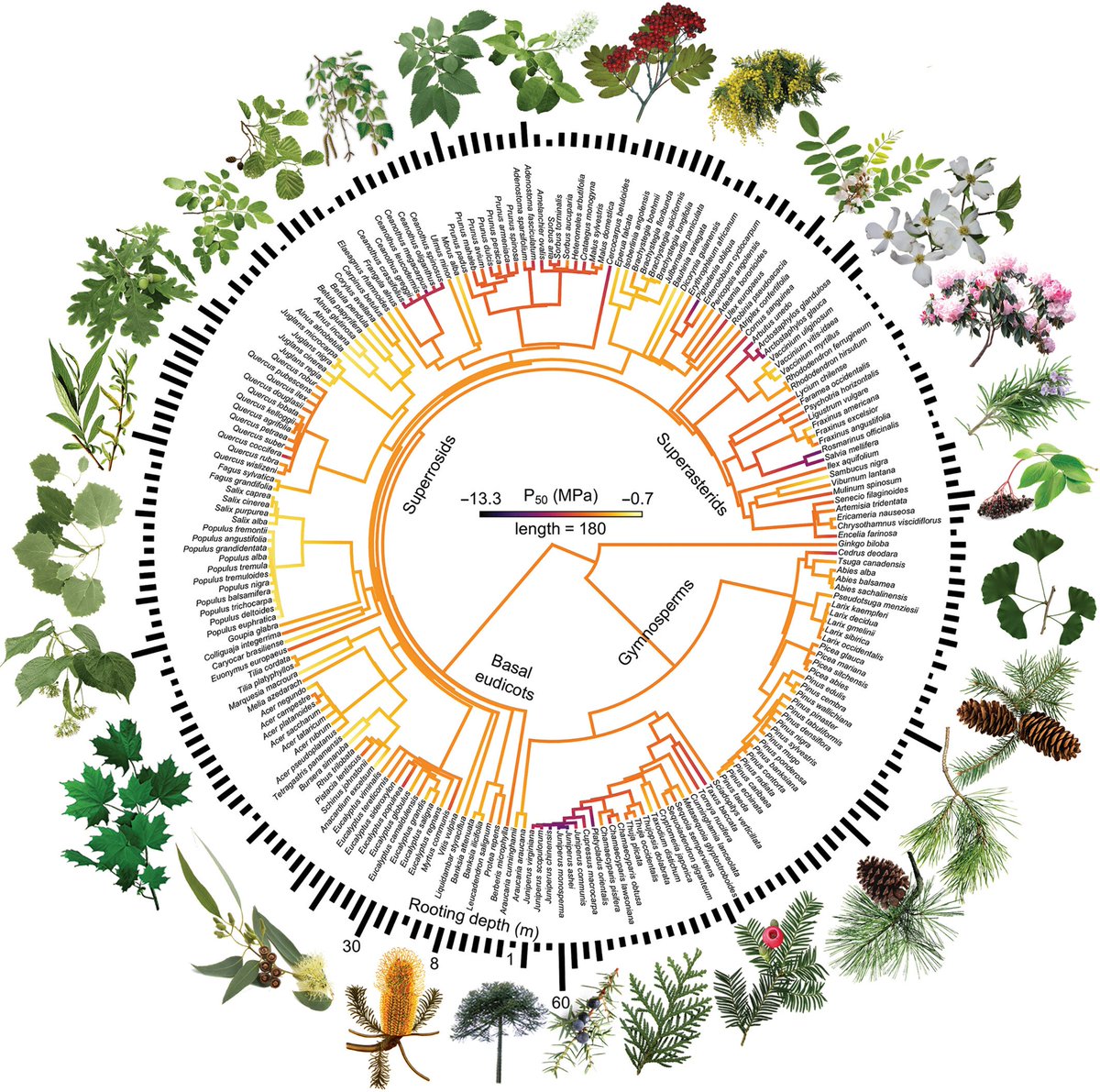 Jonathan Lenoir (@ekologit) on Twitter photo Beautiful use of the <a href="/sPlot_iDiv/">sPlot - iDiv</a> vegetation database ⬇️
Vulnerability to embolism #P50 & root length in woody plants are independent or othogonal traits selected by aridity, seasonality & water table depth
🚨 Just published <a href="/NewPhyt/">New Phytologist</a> 🤩
📖 ow.ly/8rUp50PP66t Beautiful use of the <a href="/sPlot_iDiv/">sPlot - iDiv</a> vegetation database ⬇️
Vulnerability to embolism #P50 & root length in woody plants are independent or othogonal traits selected by aridity, seasonality & water table depth
🚨 Just published <a href="/NewPhyt/">New Phytologist</a> 🤩
📖 ow.ly/8rUp50PP66t