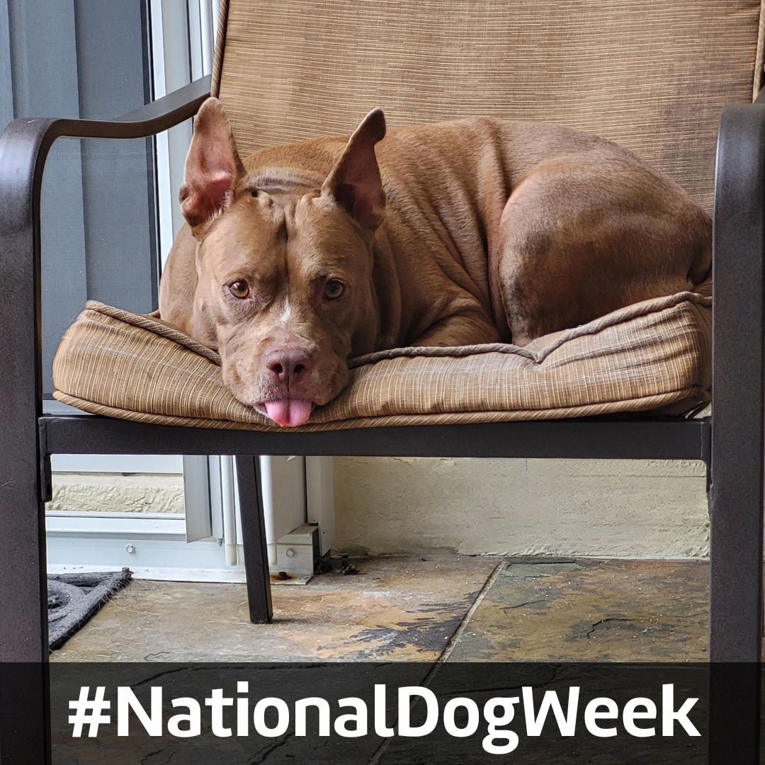 pecaamax's tweet photo. 🐶 What better way to celebrate #NationalDogWeek than with a few photos of PECAA Team Pups? https://t.co/5tk3iKlXiy