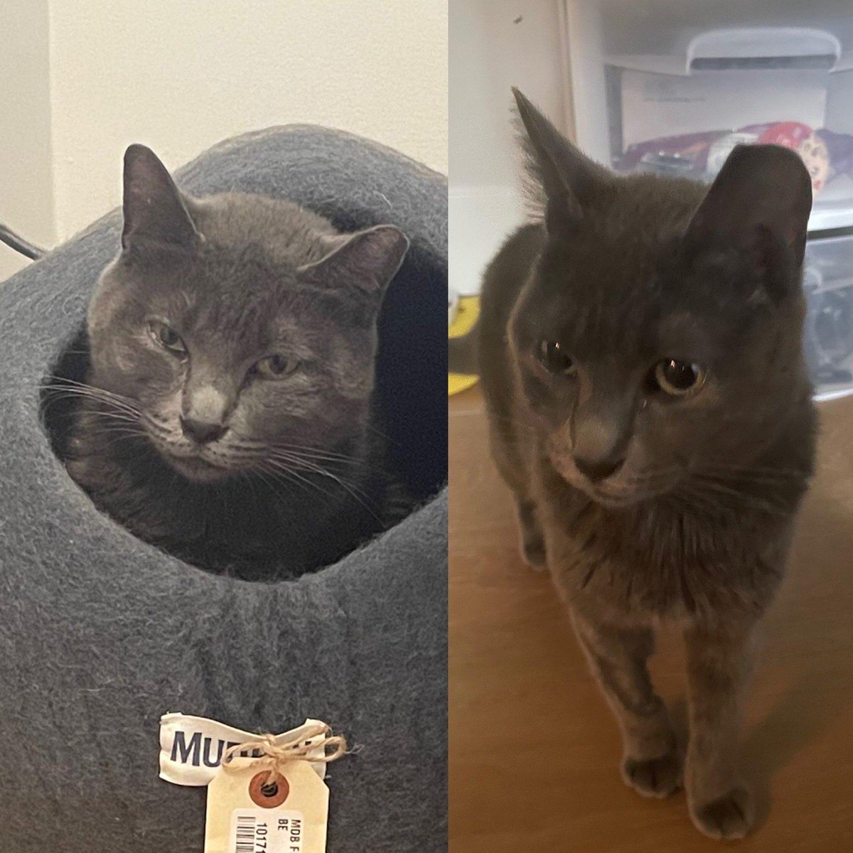 Indigo ❄️: My new cat, Nyx! Photos are before and after being introduced to QQL 😉