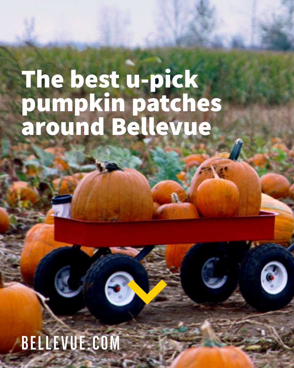 BellevueDotCom's tweet image. Find the perfect pumpkin for your prize-winning Jack-O-Lantern, savory pumpkin recipes, haunting fun or favorite family traditions 🍂
🎃 bvue.co/upick

#bvue #pumpkinpicking #upickpumpkin #bellevuepicks