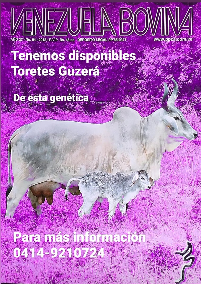 DISPONIBLES TORETES PAJUELAS Y EMBRIONES  CON ESTA GENÉTICA. Criamos ganado Guzerá DOBLE PROPÓSITO desde 1973. Rústicos pesados y lecheros bueno de carne y bueno de leche. Tel: 0414-9210724 Instagram:@ganadof1