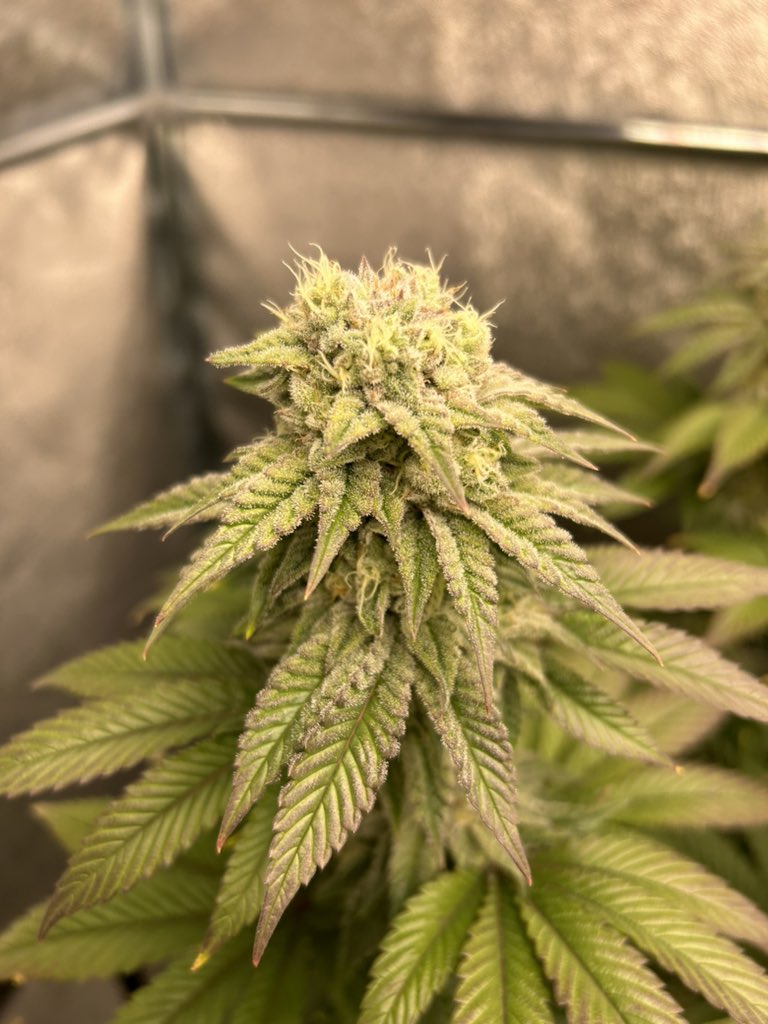 Top of bud of some free seeds I got they said it was grandpa’s cookies x with gmo cookies