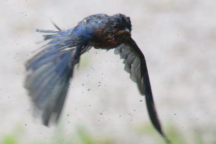 sputterfuss6's tweet photo. #bird #birdtwitter #flight #photography #veryclean #bluejay #winged https://t.co/YTw0MiWze2