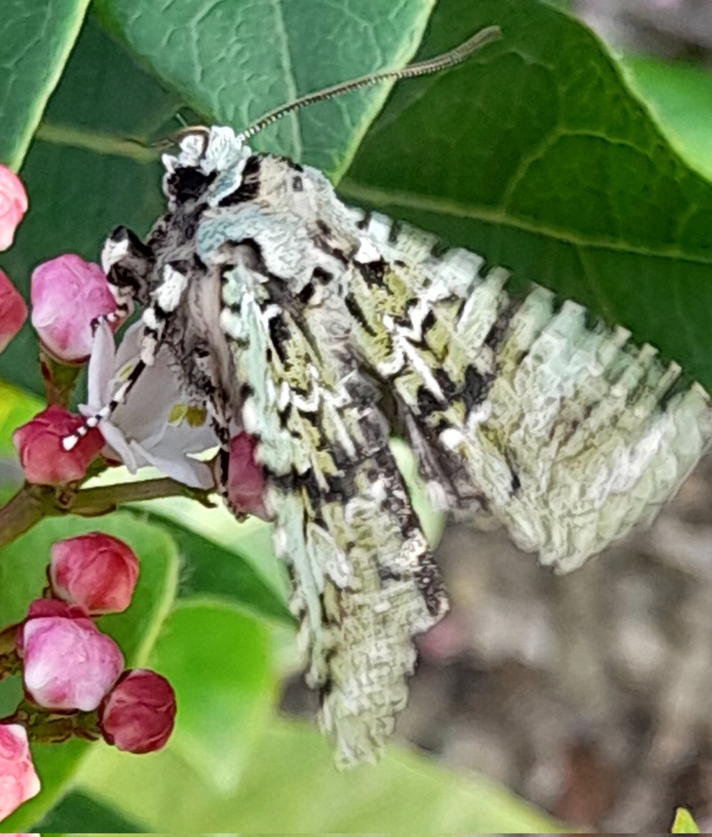 My first Merveilles of the autumn on Sat night - just LOVE this beautiful species and no two are alike, like Zebra, markings subtly different! <a href="/DoubleKidney/">Charles Fletcher</a> <a href="/RannochSprawler/">Diane Smiley</a> <a href="/V_R_BirdSpot/">VAL NORMINGTON</a> <a href="/BC_Yorkshire/">Butterfly Conservation Yorkshire</a> <a href="/hubiegallagher/">Hubert Gallagher</a>