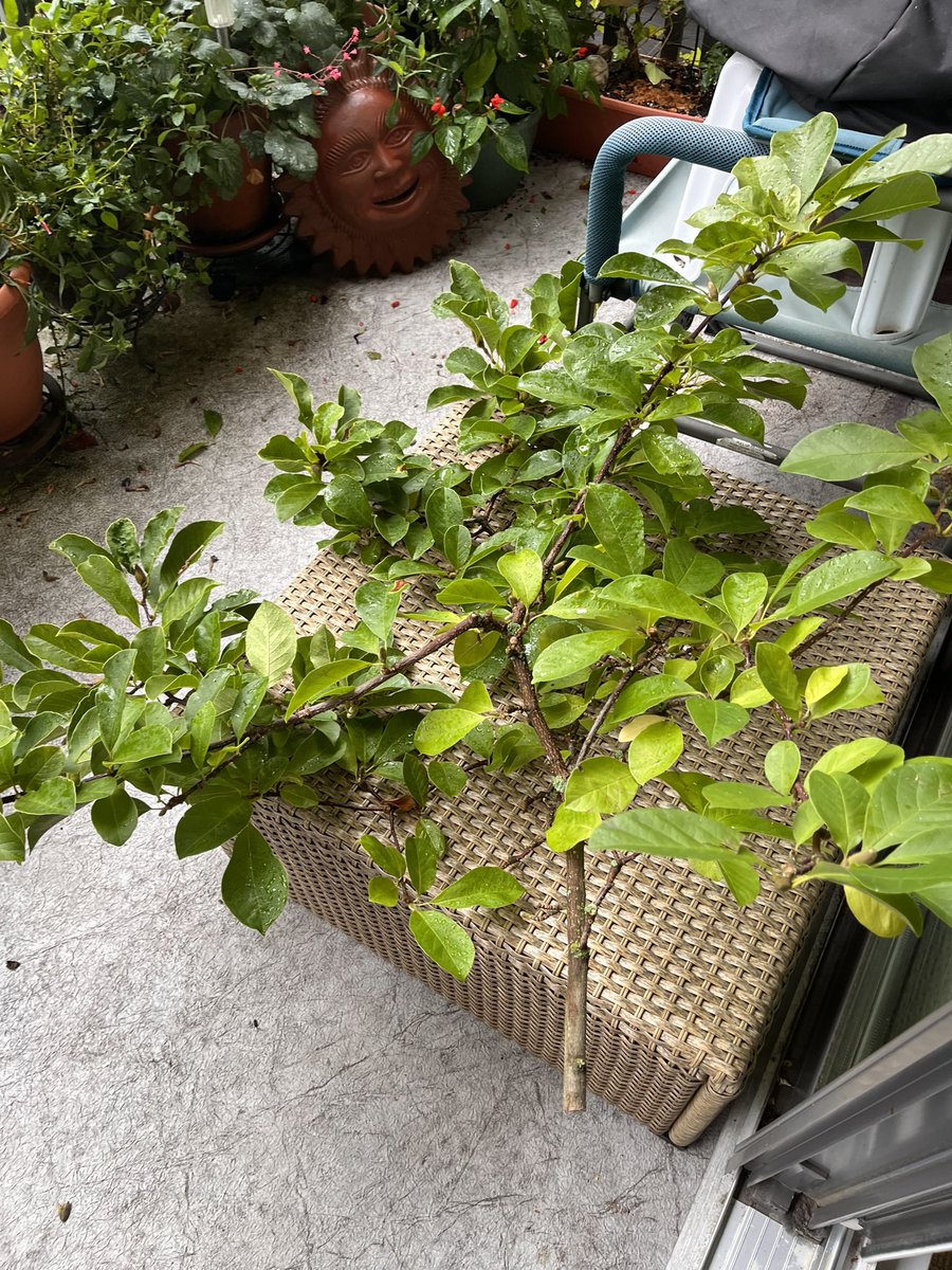 Any suggestions for propagating a magnolia tree this time of year? I lost the tree off my balcony but the crew kindly left me a large clipping!