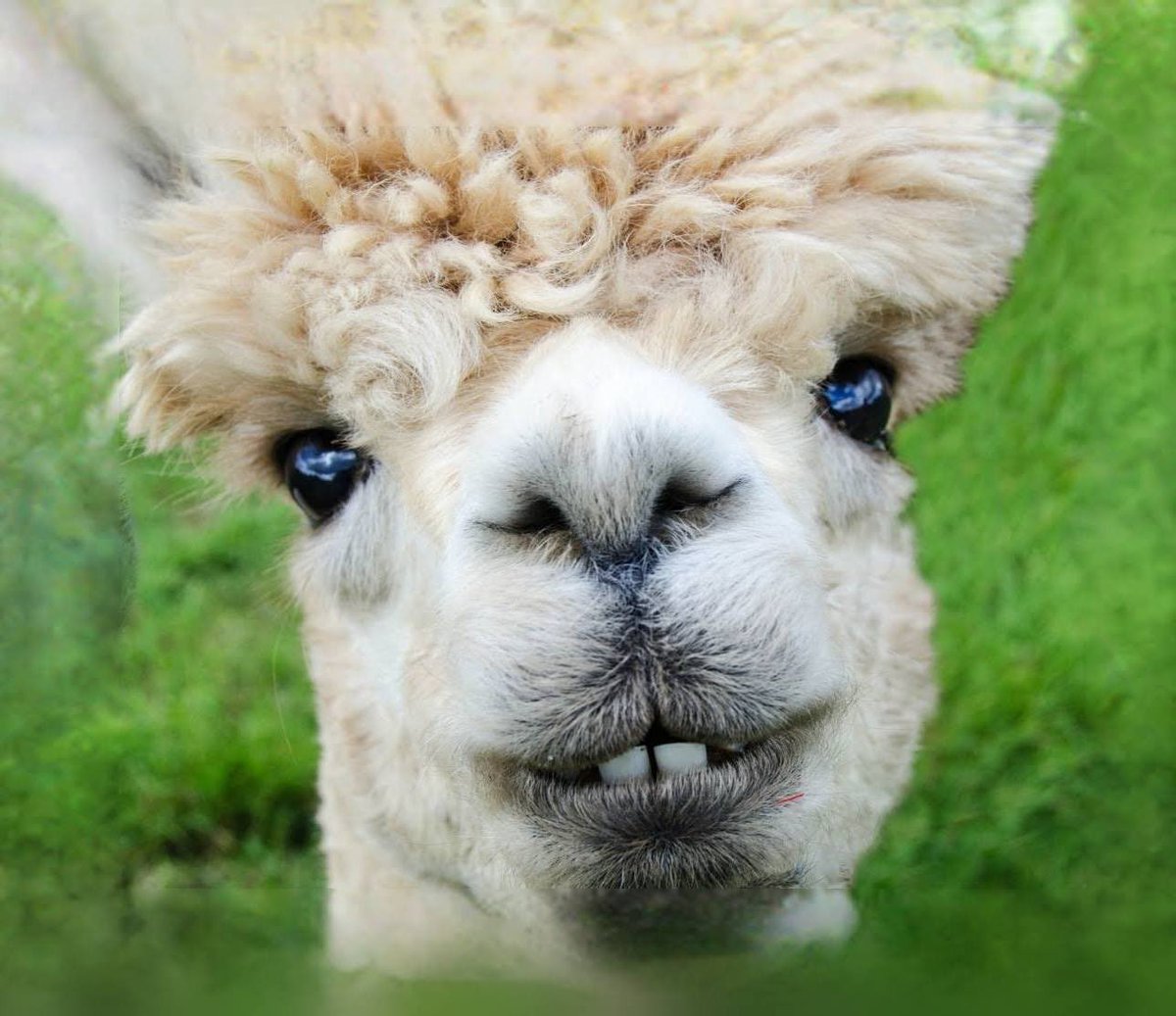 We’re alive! Just chugging away in Battle Frontier. After an awkward first week, we’ve come back strong with 2 straight wins, including a victory over Thundersquirrels. A massive 3-0 to start from <a href="/DarrenCortes1/">x3TheGOAT3x</a> (one of four for us this week) snowballed into a 16-4! Ggs!!