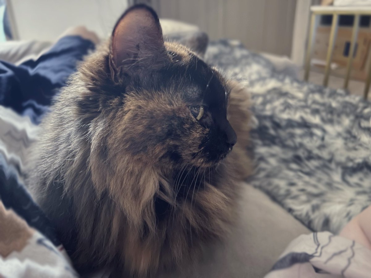 tan3da's tweet image. 毎日猫ちゃんと添い寝生活