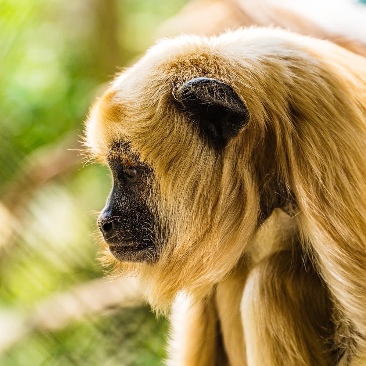wildfriendsgame's tweet photo. The first animal sanctuary we work with is Senda Verde, It exists to: “save and shelter wild animals rescued from illegal trafficking and habitat destruction, and accelerate collective action through conservation and rewilding of the natural world”.
#SendaVerde #Wildfriends https://t.co/mzwDFlPYZT