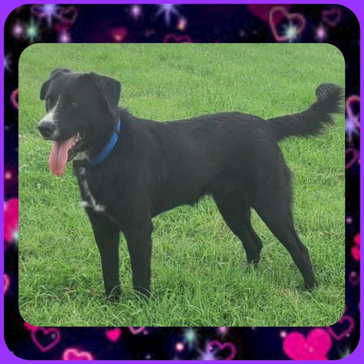rothfarms's tweet photo. ๐โฐ๏ธ๐ #SaveInky Please PLEDGE, ADOPT or FOSTER ๐
Contact CORPUS CHRISTI ANIMAL CARE ๐ง ccacsrescues@cctexas.com ๐ 361-826-4630 https://t.co/yhAk2DSrlI