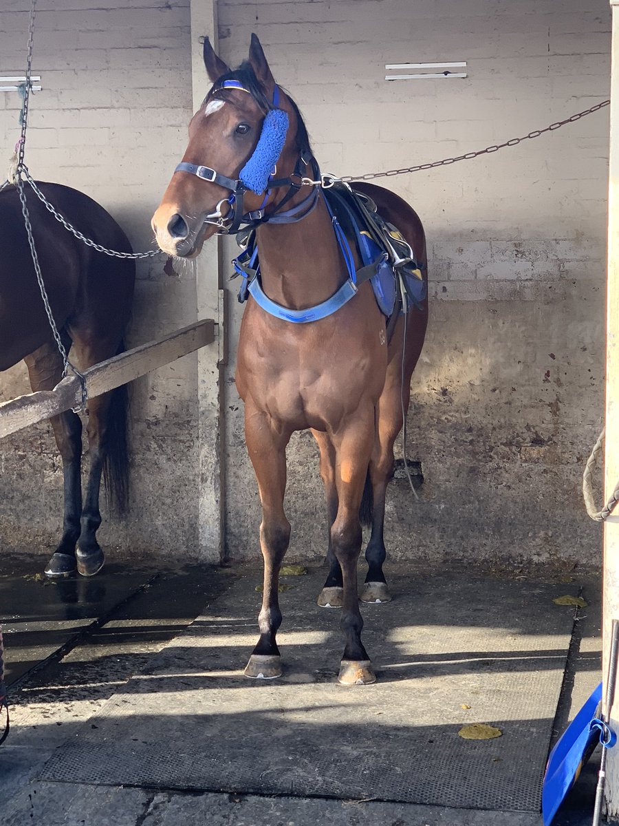 HogerNathan's tweet photo. 🐎 2023 Toowoomba Weetwood 🐎 

Our Magnus found himself an unlikely starter in the big dance itself, the 2023 Toowoomba Weetwood. Hoping he’d run well, the little champion he is, once again surpassed our expectations, showing all his heart to run a gallant 5th without much luck. https://t.co/BJiZZEf43A