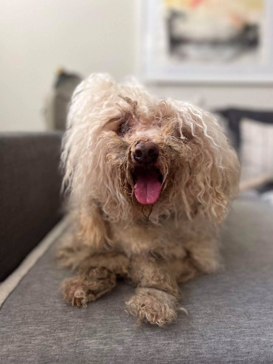 dogs_nc's tweet photo. Freedom Ride to clean up for Mop from APS of Durham. Now in foster.If you believe in what we do Please become a monthly donor and for $20 a month you will receive a painted portrait of your own dog￼. https://t.co/aBxCsyMhsc https://t.co/FTfsS5LXZm