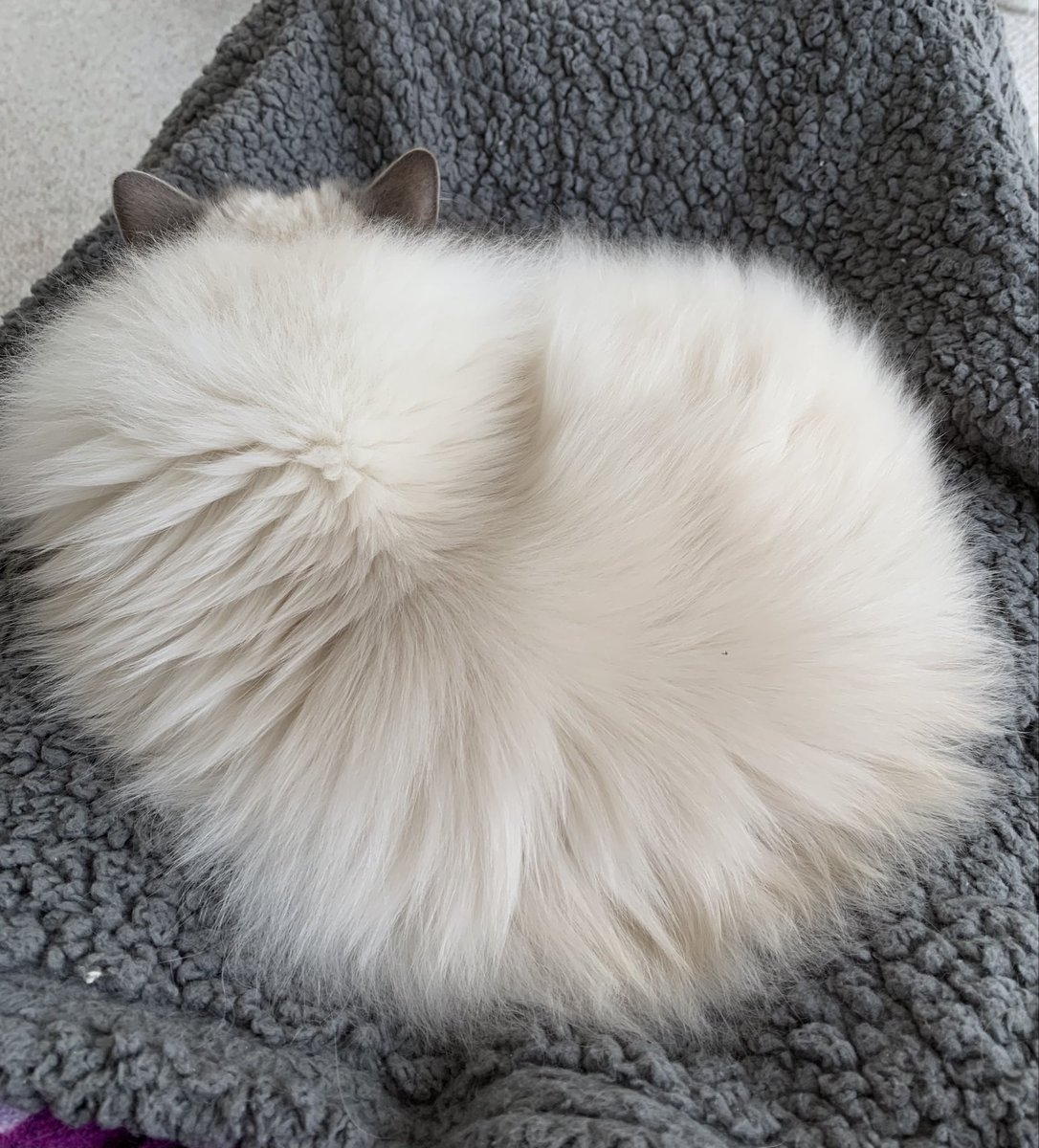 ElizGriff2016's tweet photo. It takes skill to bake light as air puff pastry for #kittyloafmonday 
♥️😘Ari😘♥️ #CatsOfX https://t.co/RYlzTWj8k5