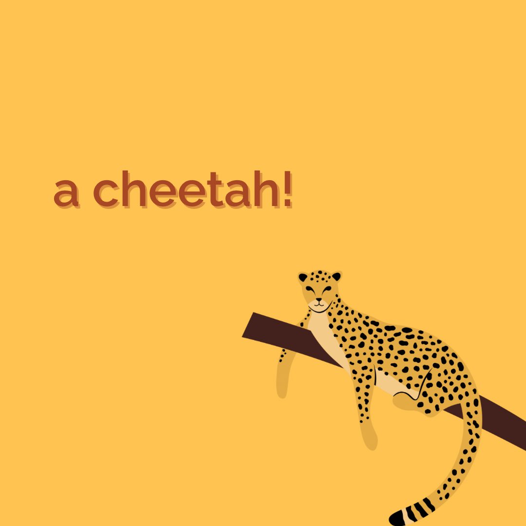 You always need to be careful with cheetahs! 👀

This joke about an unfaithful zookeeper was considered the funniest joke at this year's Edinburgh Festival Fringe and was written by Lorna Rose. 

Congrats to her! @instalorns 

#wildlifeofinstagram #edinburghfestivalfringe