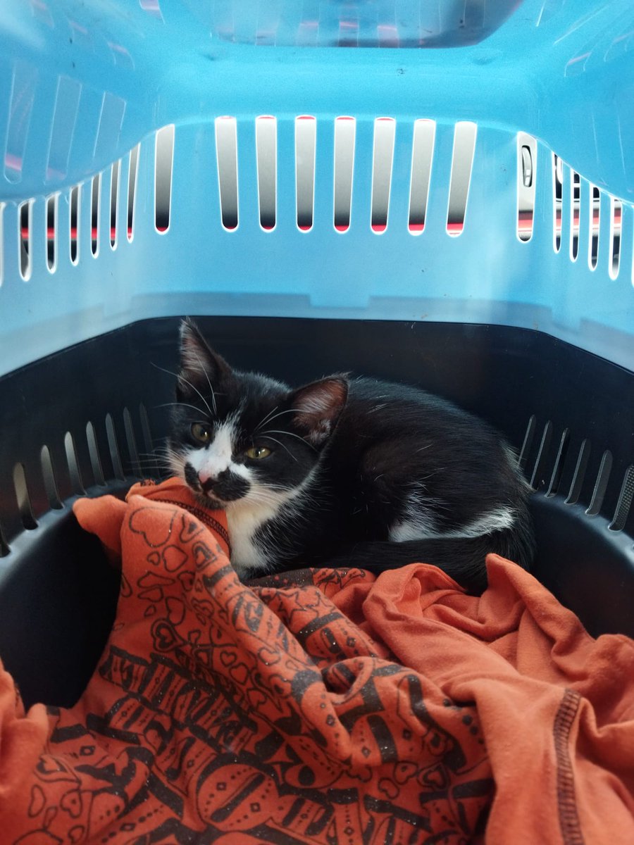 _lalatomelilla's tweet photo. URGENTE ‼️

Soy Milkat, una gatita de 2/3 mesitos. Mis mamás provisionales me rescataron el sábado en O Burgo. Busco una familia que me de muchos mimos cerca de A Coruña. Estoy en proceso de desparasitación y pronto estaré lista para un nuevo hogar, ¿me ayudas? 🏡🐈‍⬛ @EloyTP https://t.co/gZ7h9HZ4Fn
