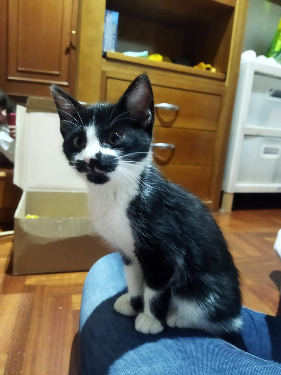 _lalatomelilla's tweet photo. URGENTE ‼️

Soy Milkat, una gatita de 2/3 mesitos. Mis mamás provisionales me rescataron el sábado en O Burgo. Busco una familia que me de muchos mimos cerca de A Coruña. Estoy en proceso de desparasitación y pronto estaré lista para un nuevo hogar, ¿me ayudas? 🏡🐈‍⬛ @EloyTP https://t.co/gZ7h9HZ4Fn
