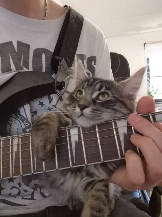 WE LOVE CATS tweet media